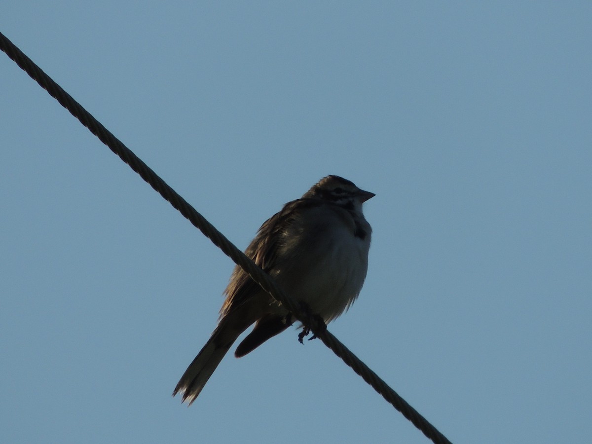 Lark Sparrow - Bill Stanley