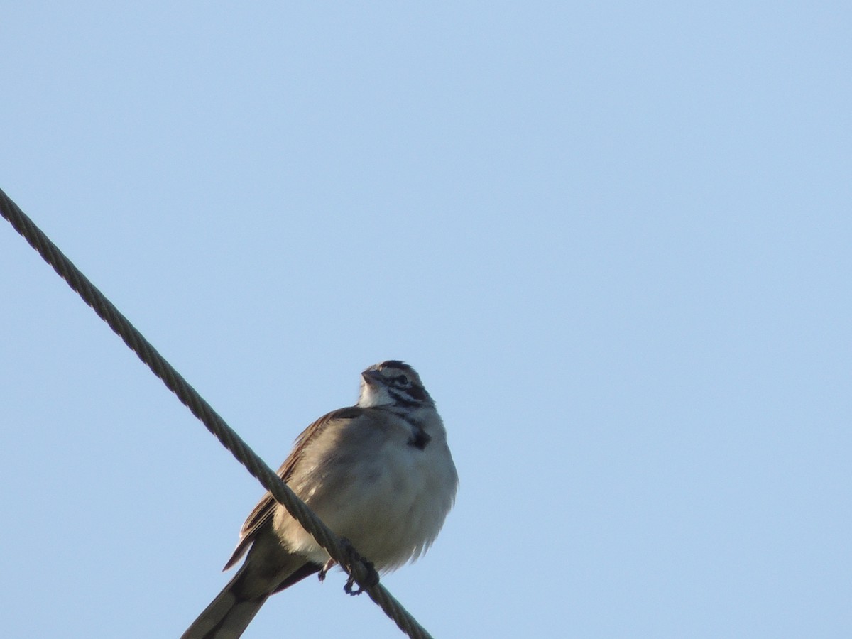 Lark Sparrow - Bill Stanley