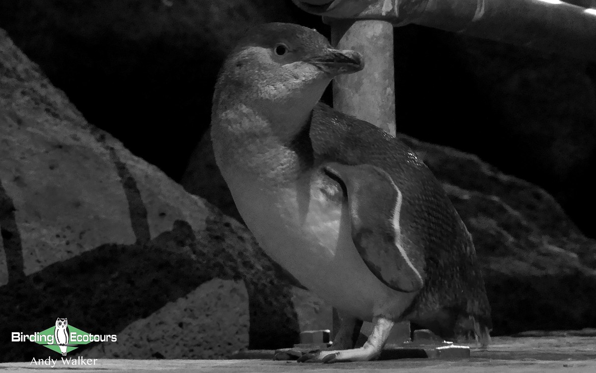 Little Penguin - Andy Walker - Birding Ecotours