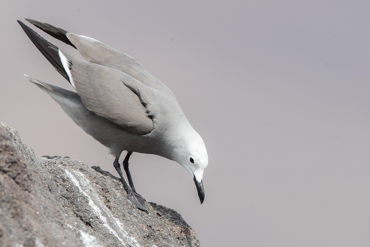 Gray Gull - ML512041021