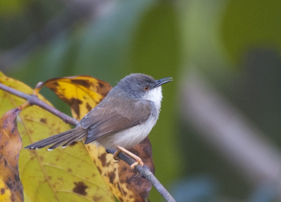 Prinia de Hodgson - ML512041251