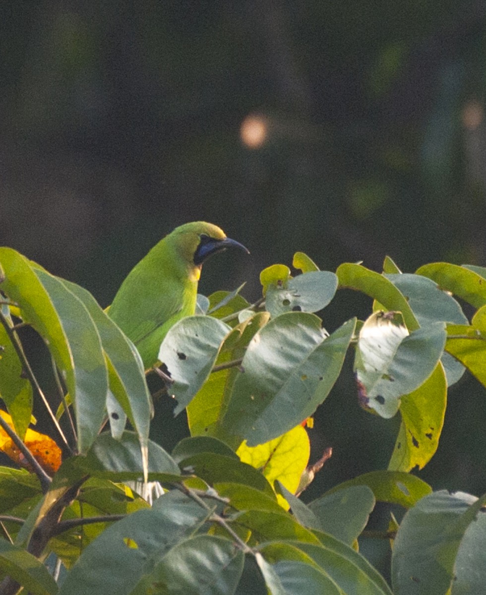 Jerdon's Leafbird - ML512041301