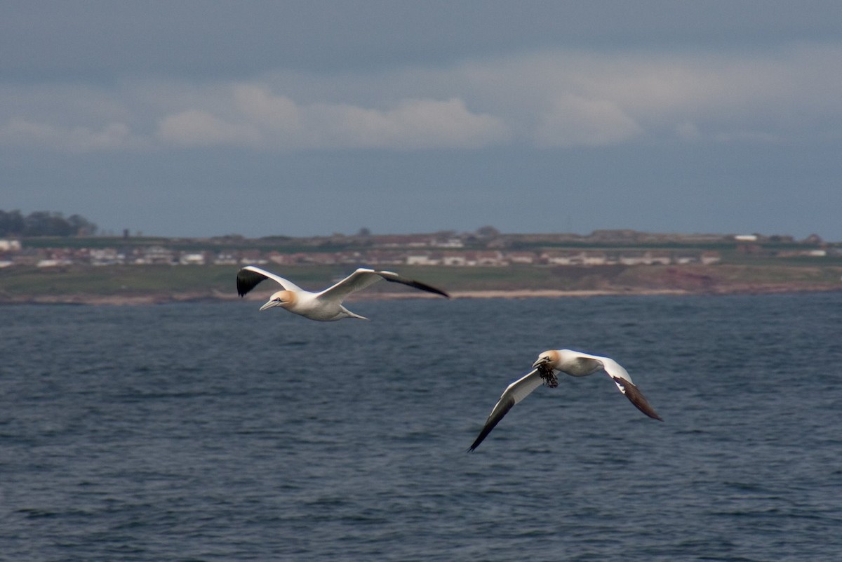 Northern Gannet - ML512041411