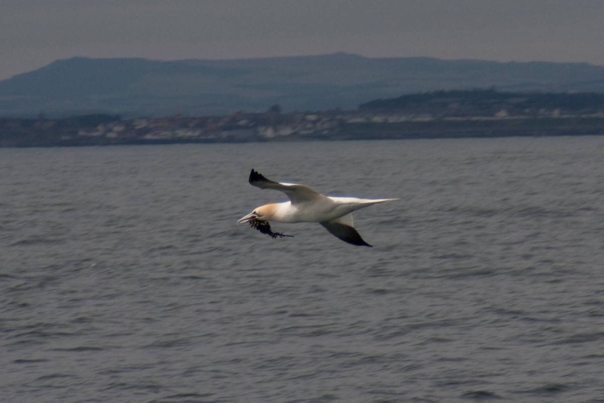 Northern Gannet - Philipp Boersch-Supan