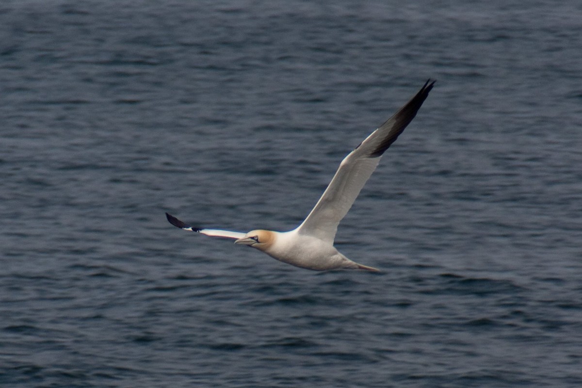 Northern Gannet - ML512041441