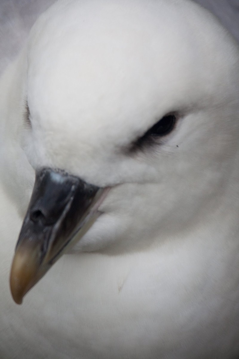 Fulmar boréal - ML512041561