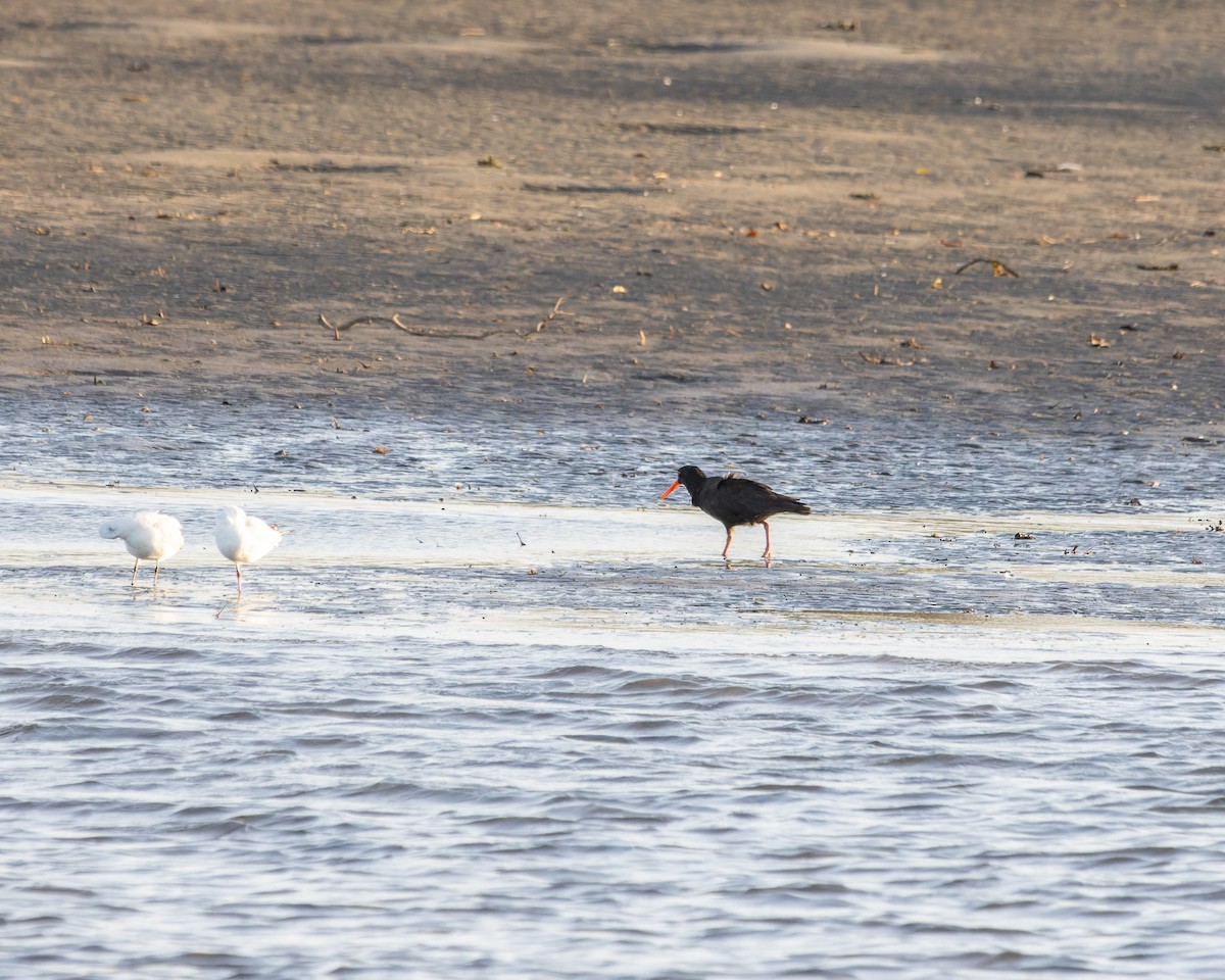 Sooty Oystercatcher - ML512042001