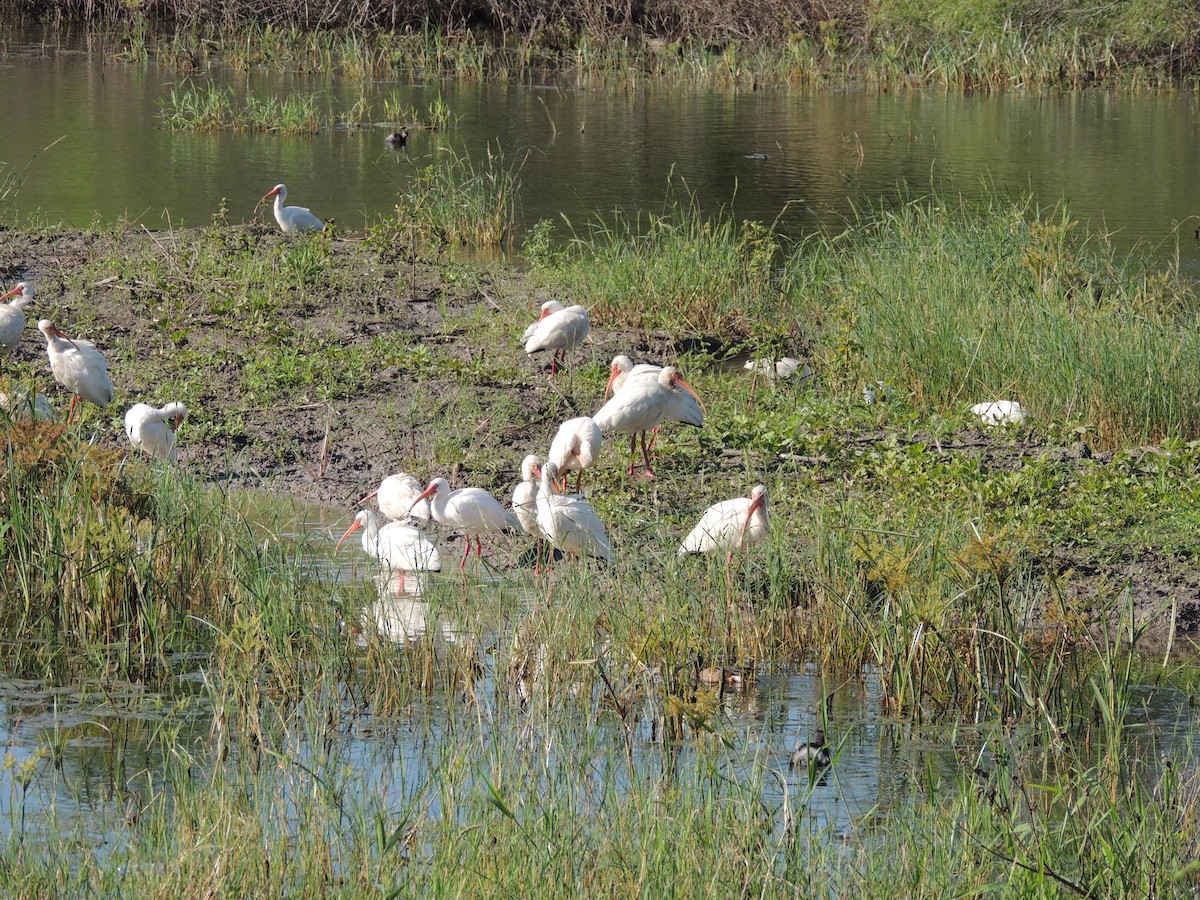 White Ibis - ML51204241