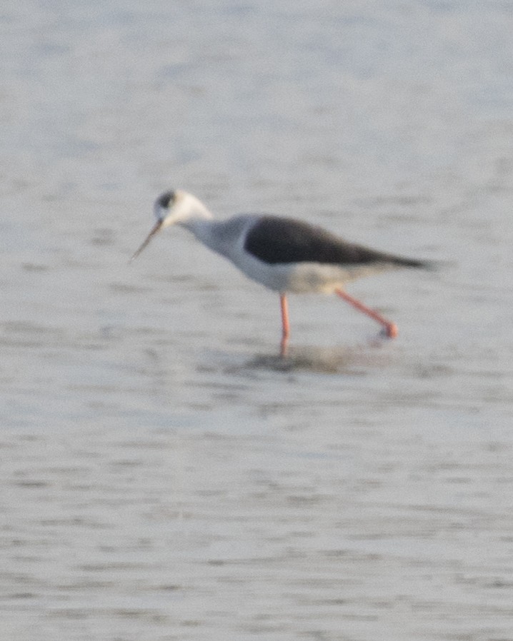 Black-winged Stilt - ML512042921