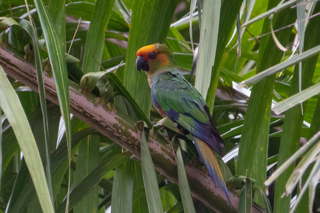 Conure à tête d'or - ML512043341