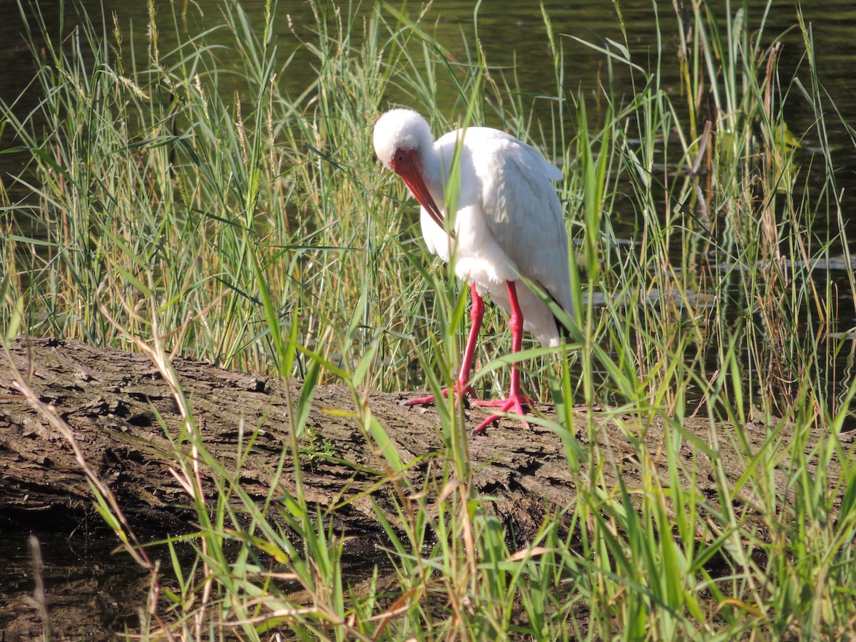 White Ibis - ML51204371