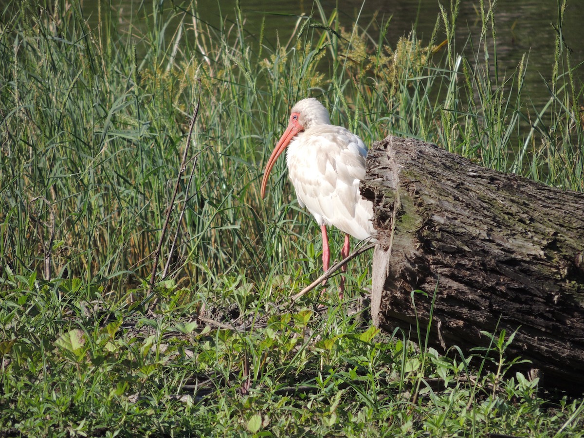 White Ibis - ML51204421