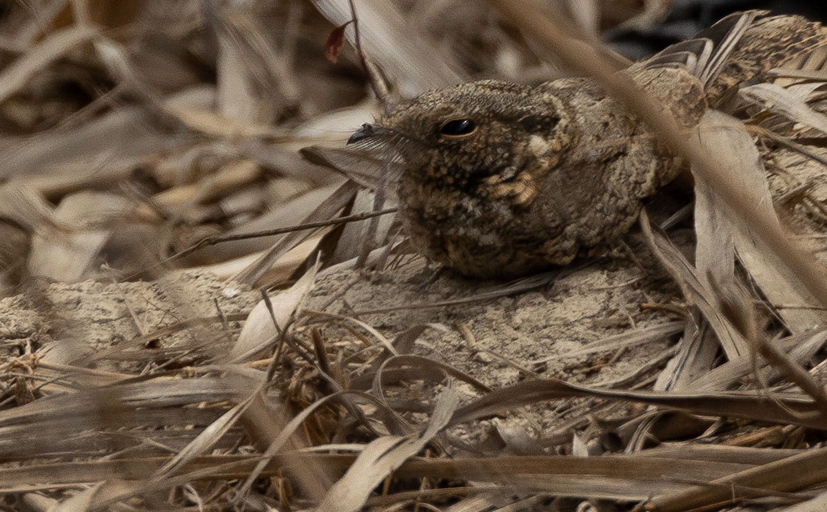 Tschudi's Nightjar - Santiago Imberti