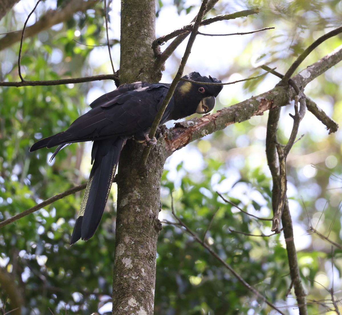 Yellow-tailed Black-Cockatoo - ML512044901