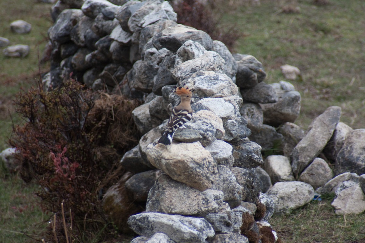 Eurasian Hoopoe - ML512044931