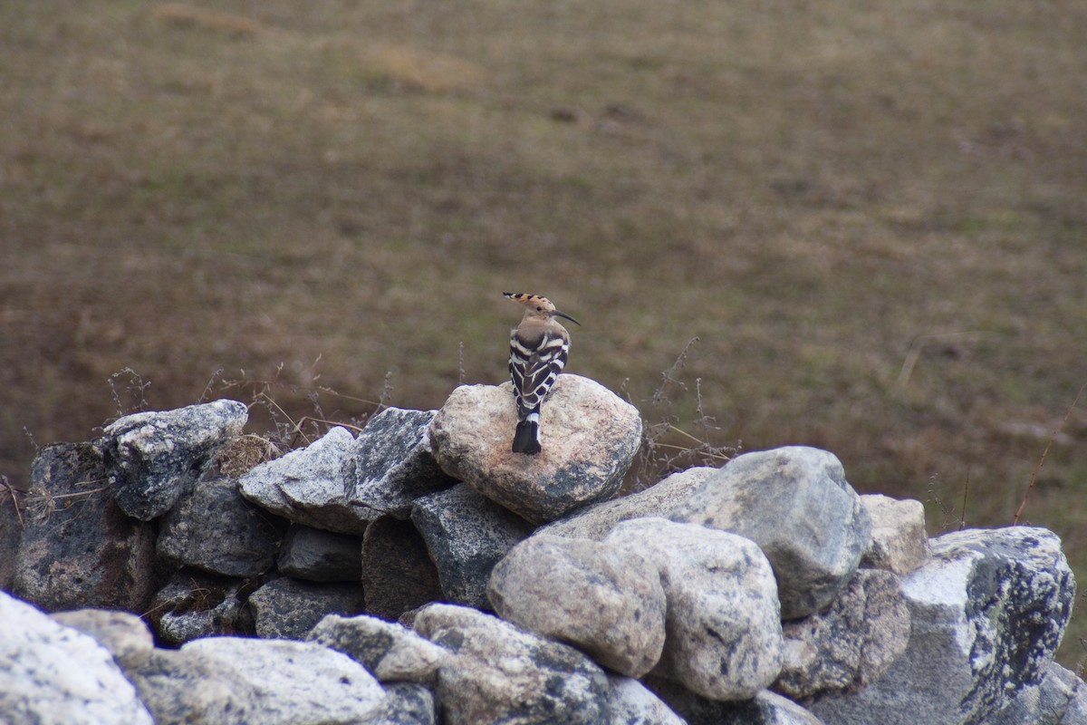 Eurasian Hoopoe - ML512044971