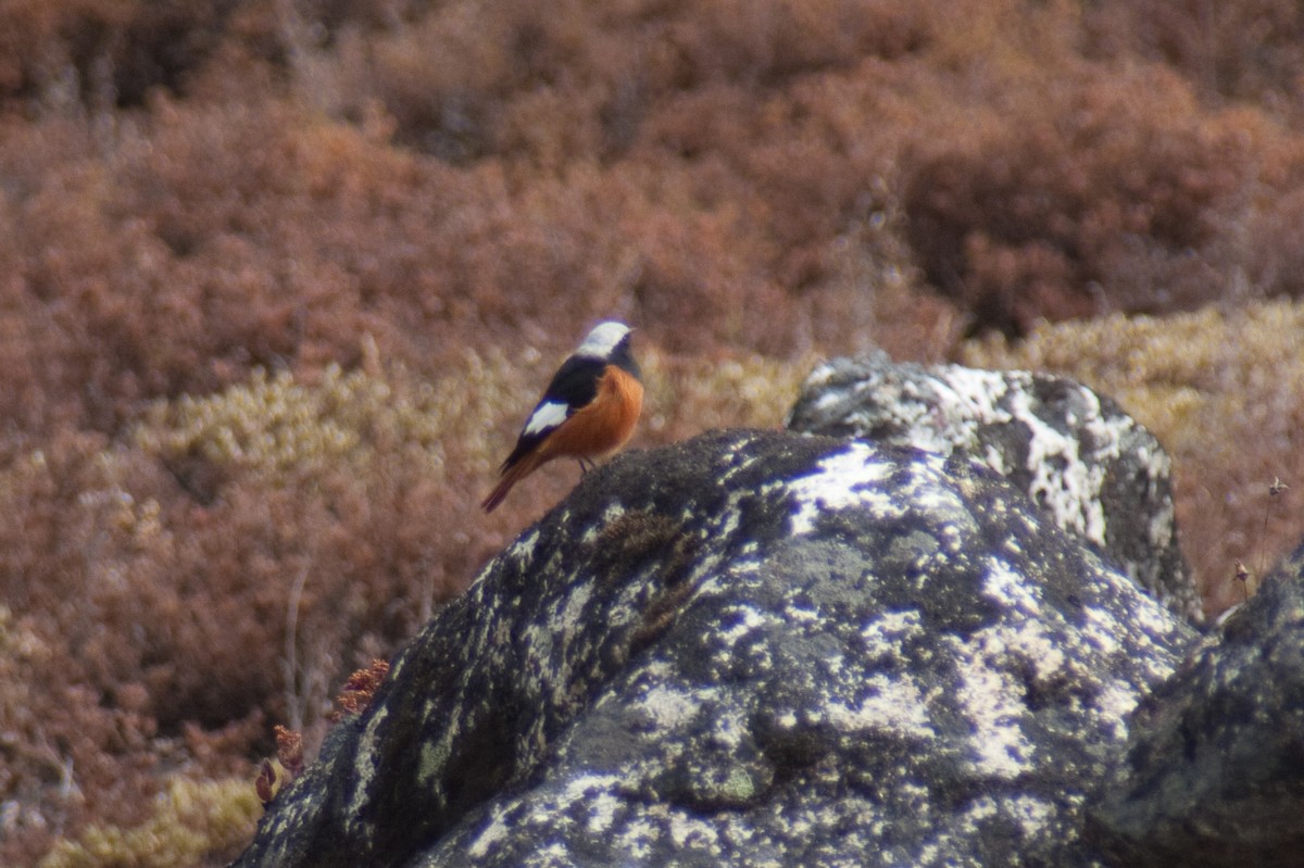 White-winged Redstart - ML512045281