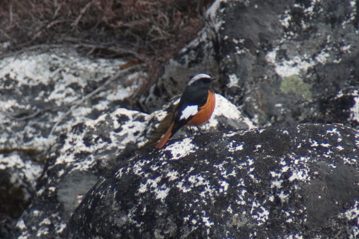 White-winged Redstart - ML512045291