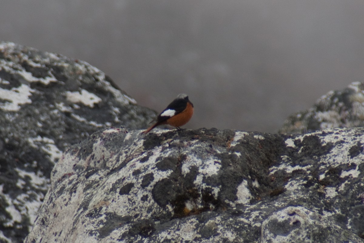 White-winged Redstart - ML512045301