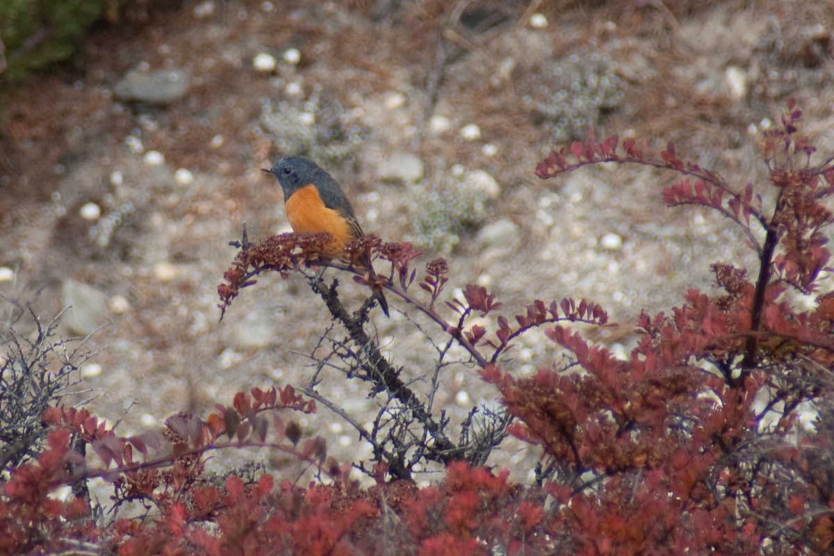 Blue-fronted Redstart - ML512045351