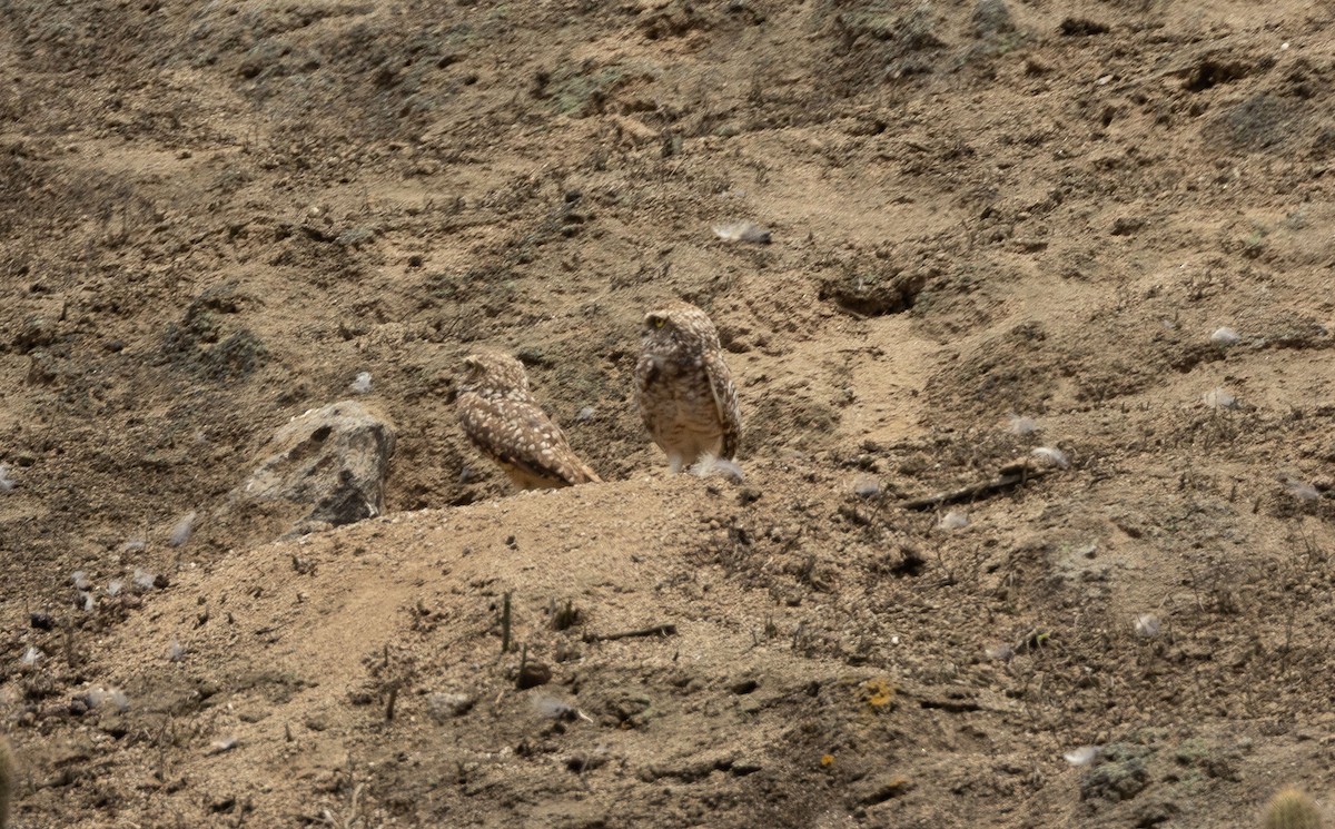 Burrowing Owl - ML512046611