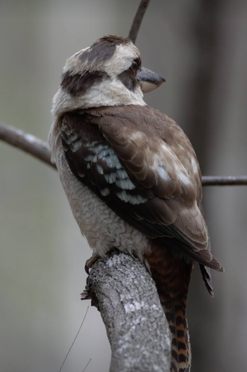 latterkokaburra - ML512048111