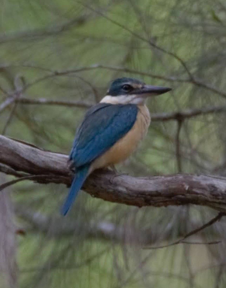 maskaraisfugl - ML512048171