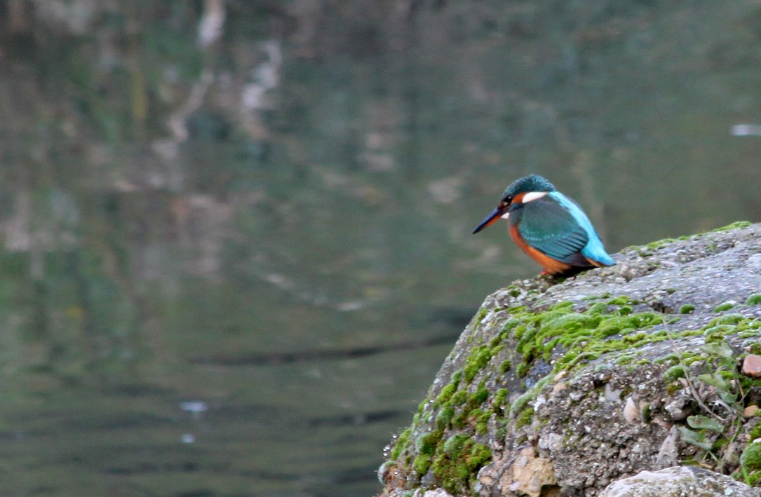 Common Kingfisher - ML512049221