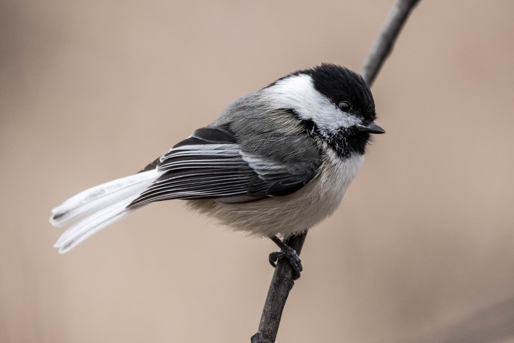 Black-capped Chickadee - Jean-Guy Papineau