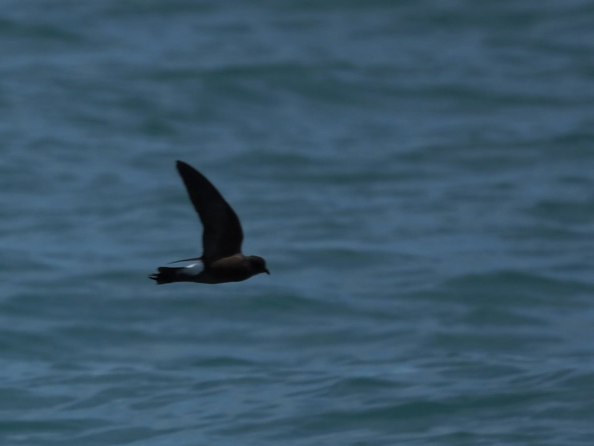 Wilson's Storm-Petrel - ML512050571