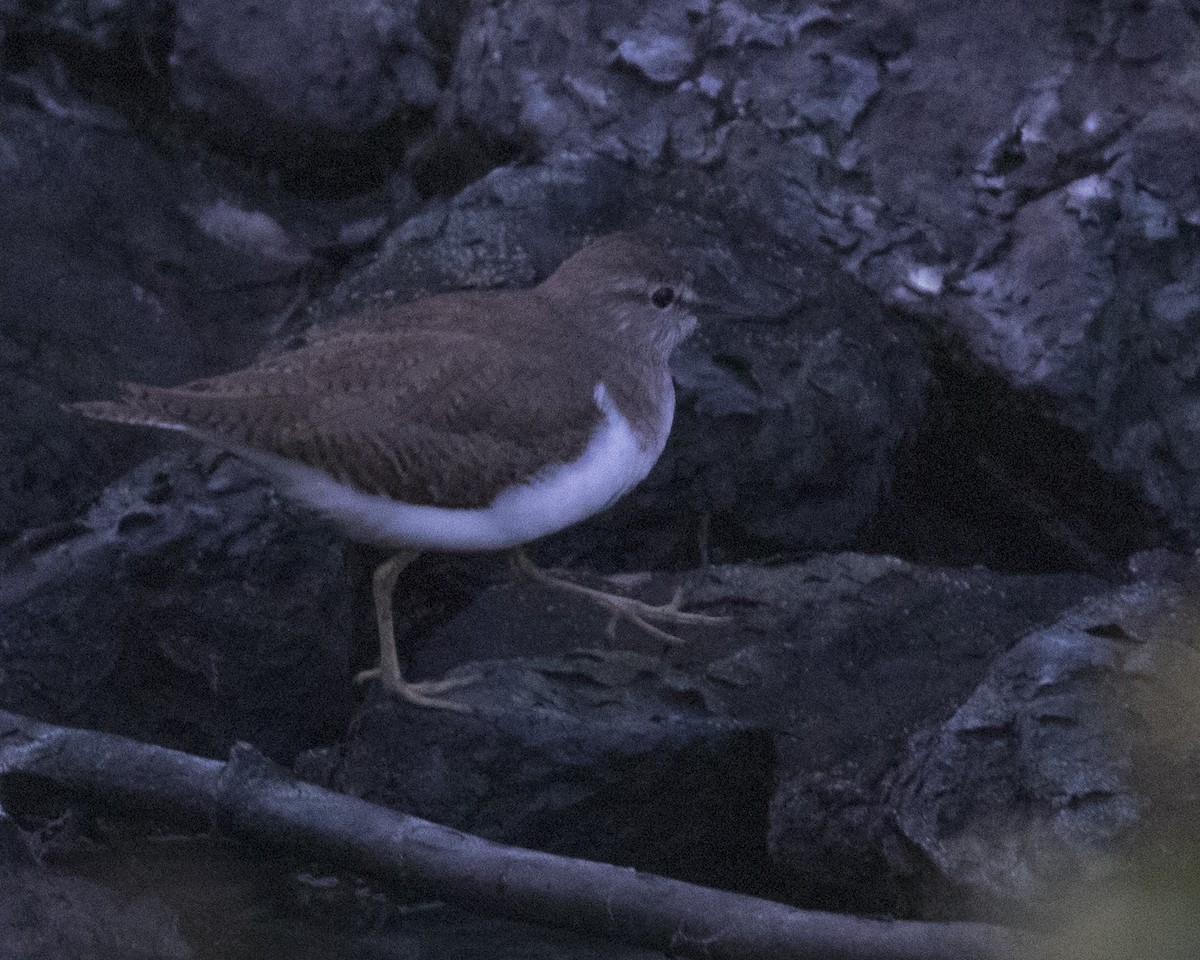 Common Sandpiper - ML512051131