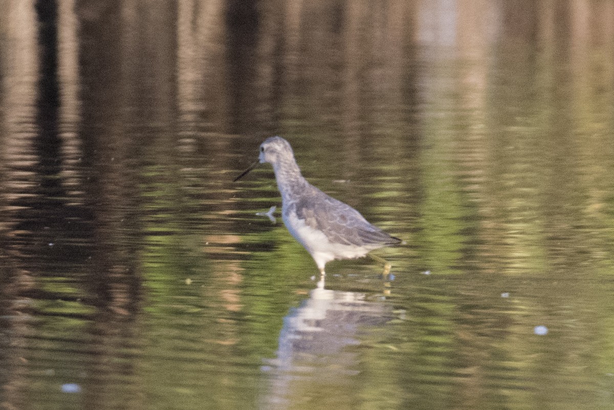 Marsh Sandpiper - ML512051211