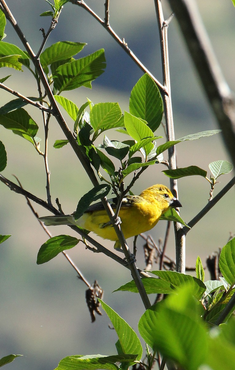 Cardinal à tête jaune - ML512051551