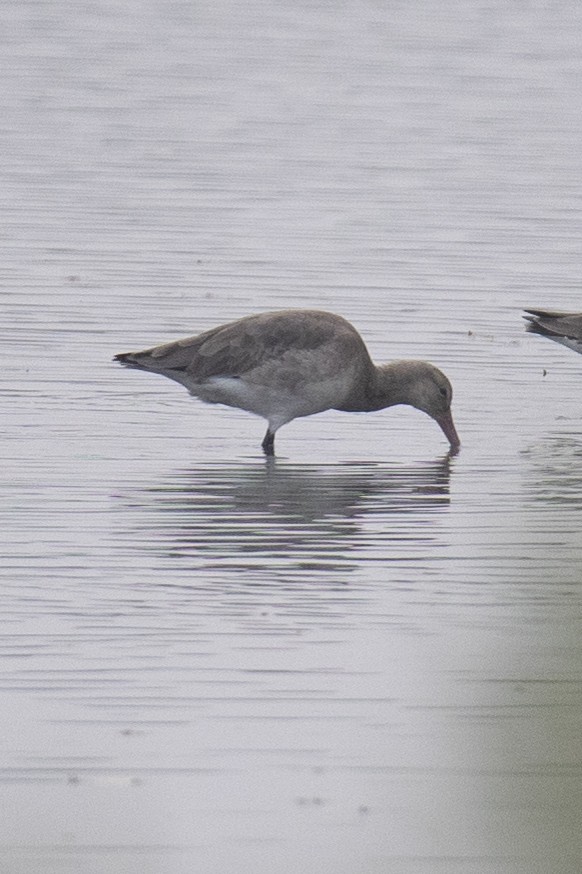 Marsh Sandpiper - ML512052351