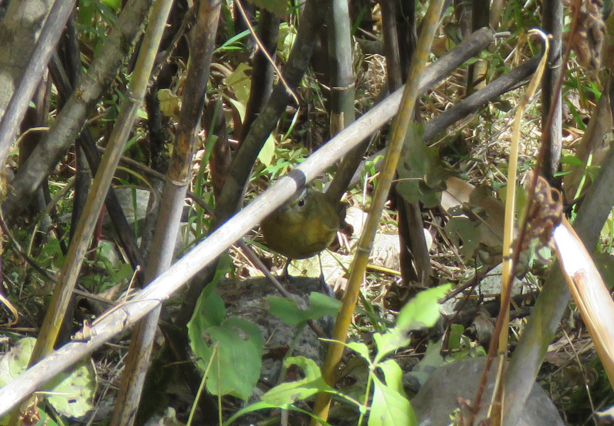 White-browed Bush-Robin - ML512053091