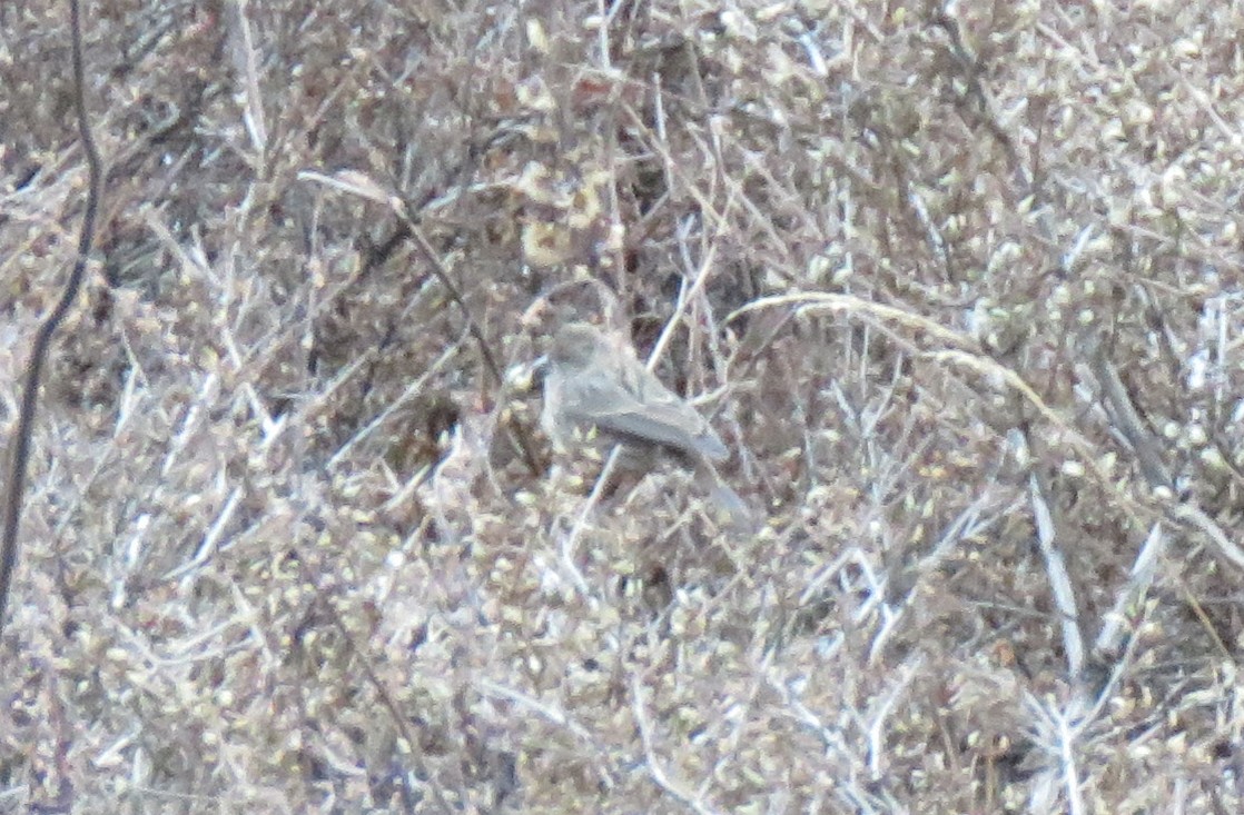 Camachuelo sp. (Carpodacus sp.) - ML512053171