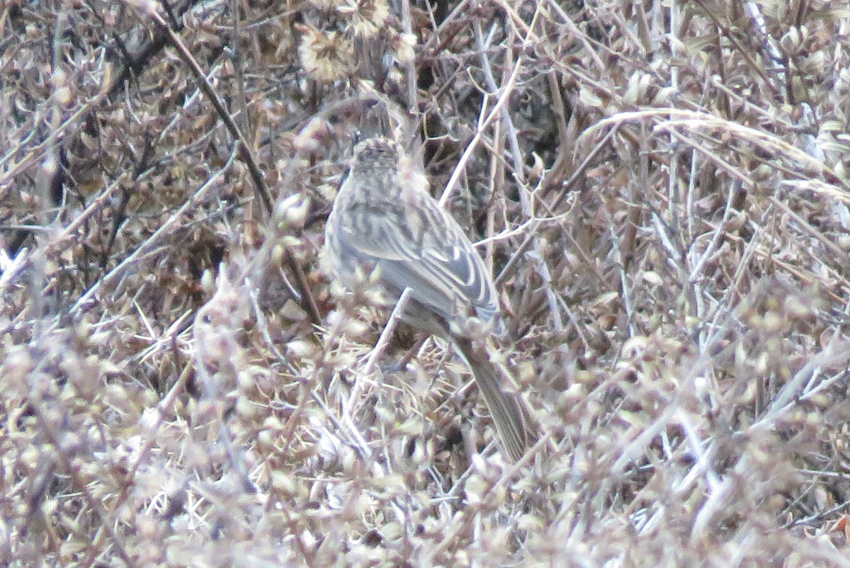 rosefinch sp. - ML512053181