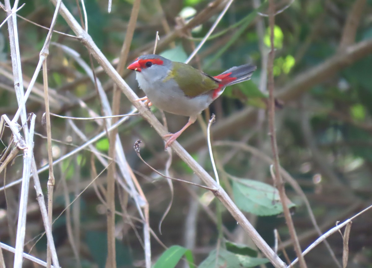 Red-browed Firetail - ML512053521
