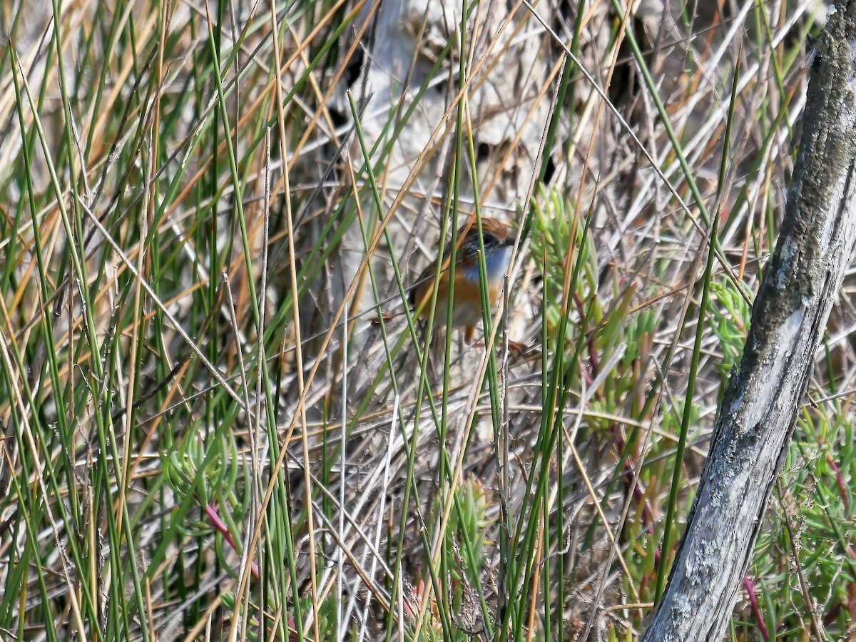 Southern Emuwren - ML512053621