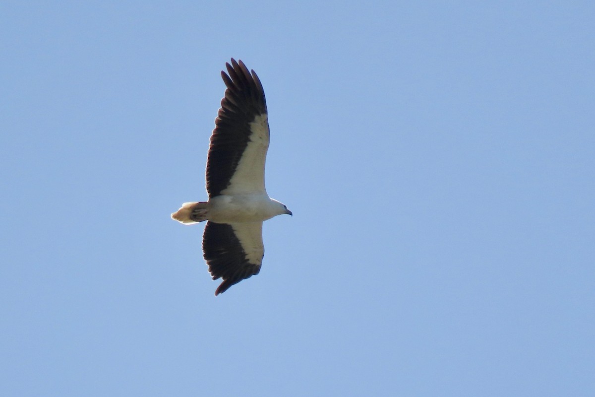 White-bellied Sea-Eagle - ML512053761