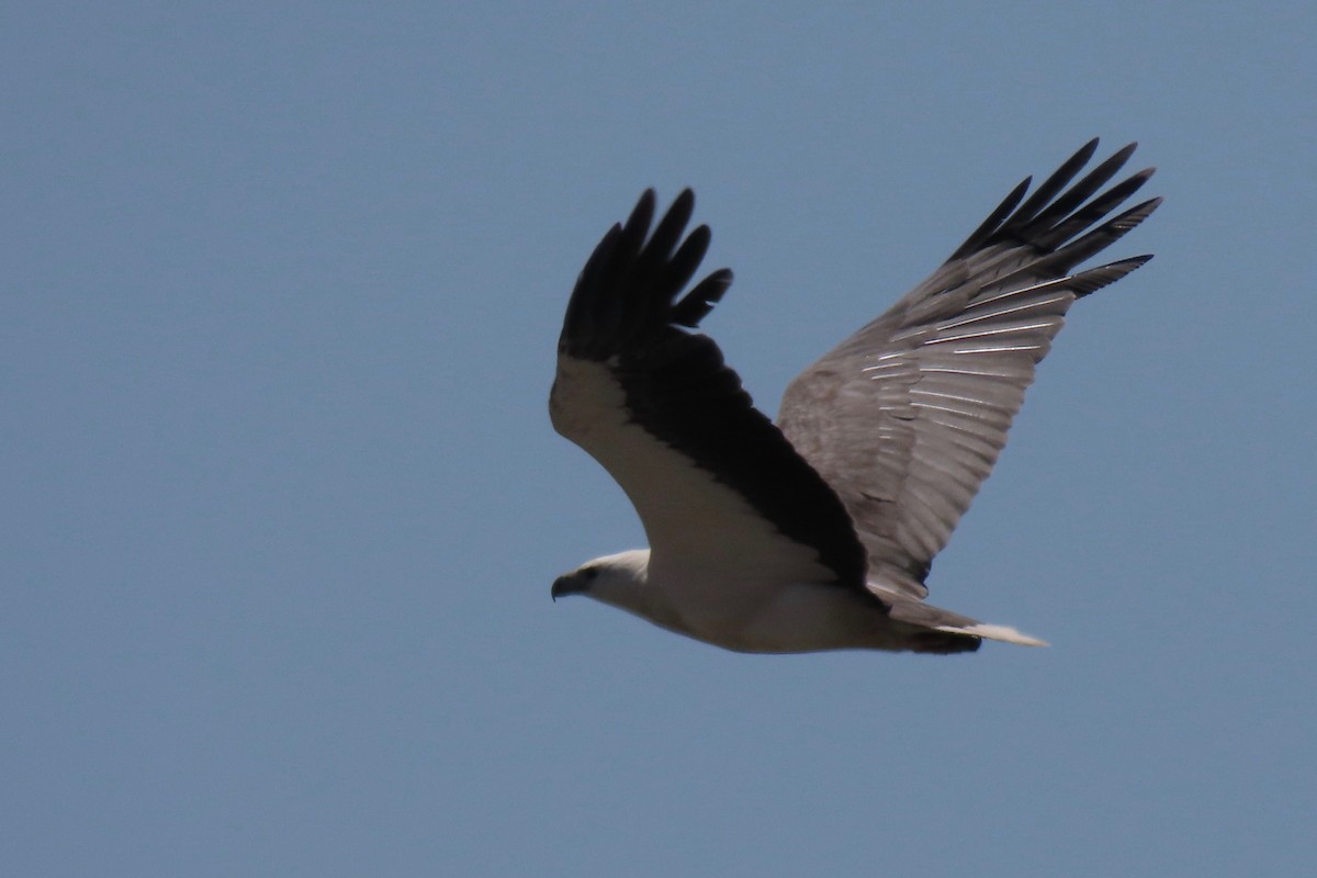 White-bellied Sea-Eagle - ML512053771