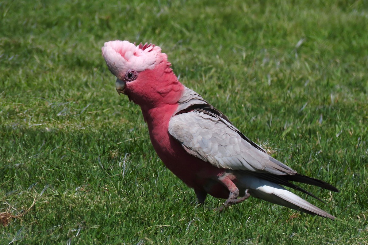 Cacatúa Galah - ML512053811