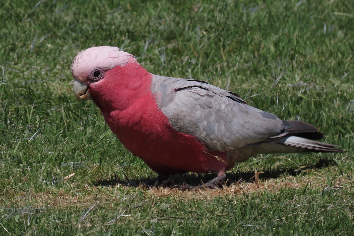 Cacatúa Galah - ML512053821