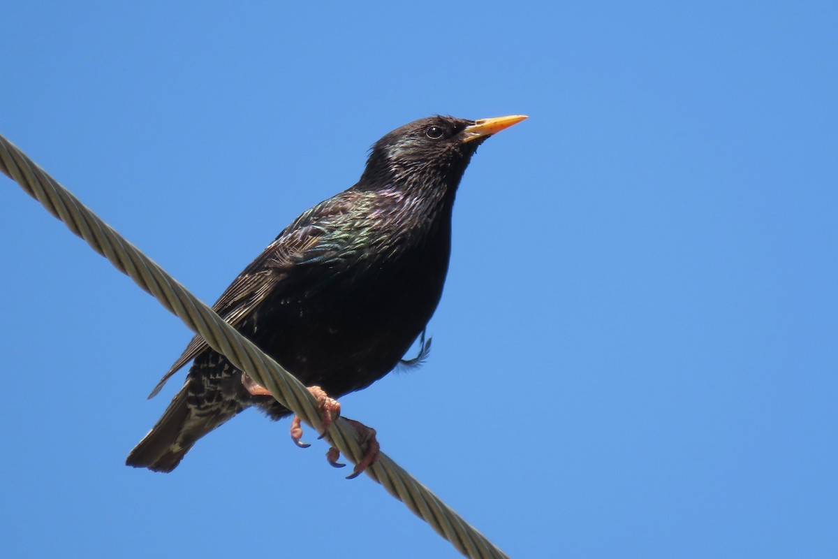 European Starling - ML512053891