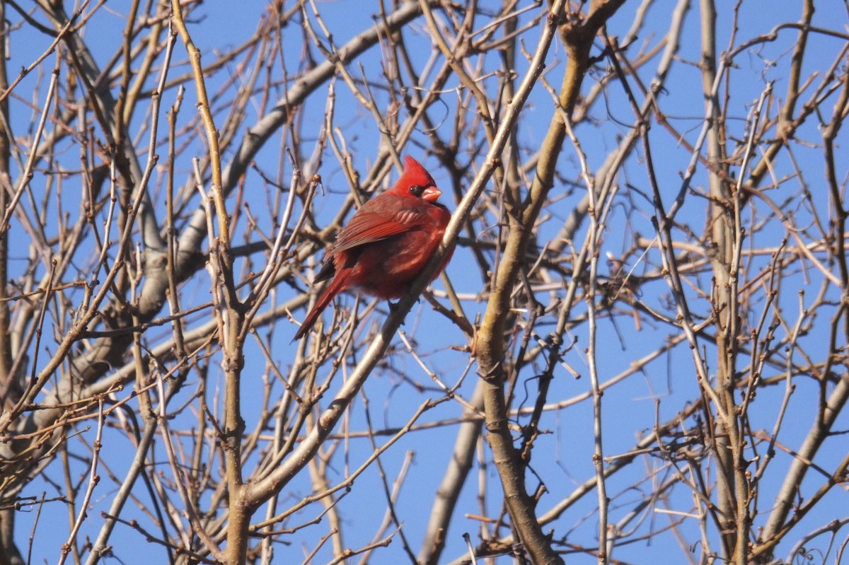 Northern Cardinal - ML51205391