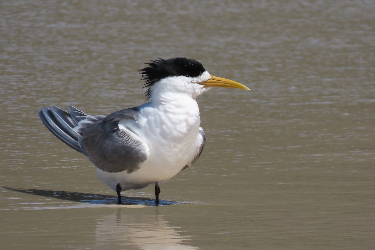 Great Crested Tern - ML512053921