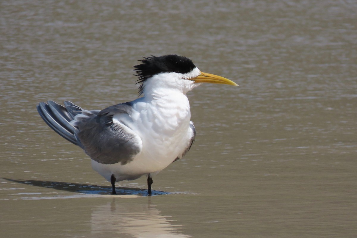 鳳頭燕鷗 - ML512053921