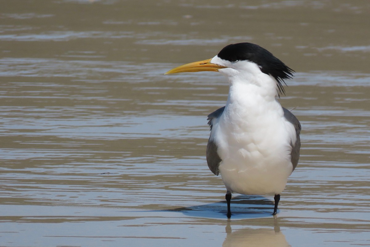 鳳頭燕鷗 - ML512053931