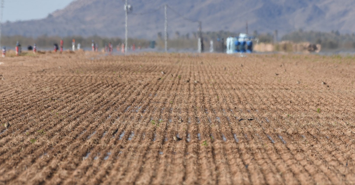 Mountain Plover - ML512055271