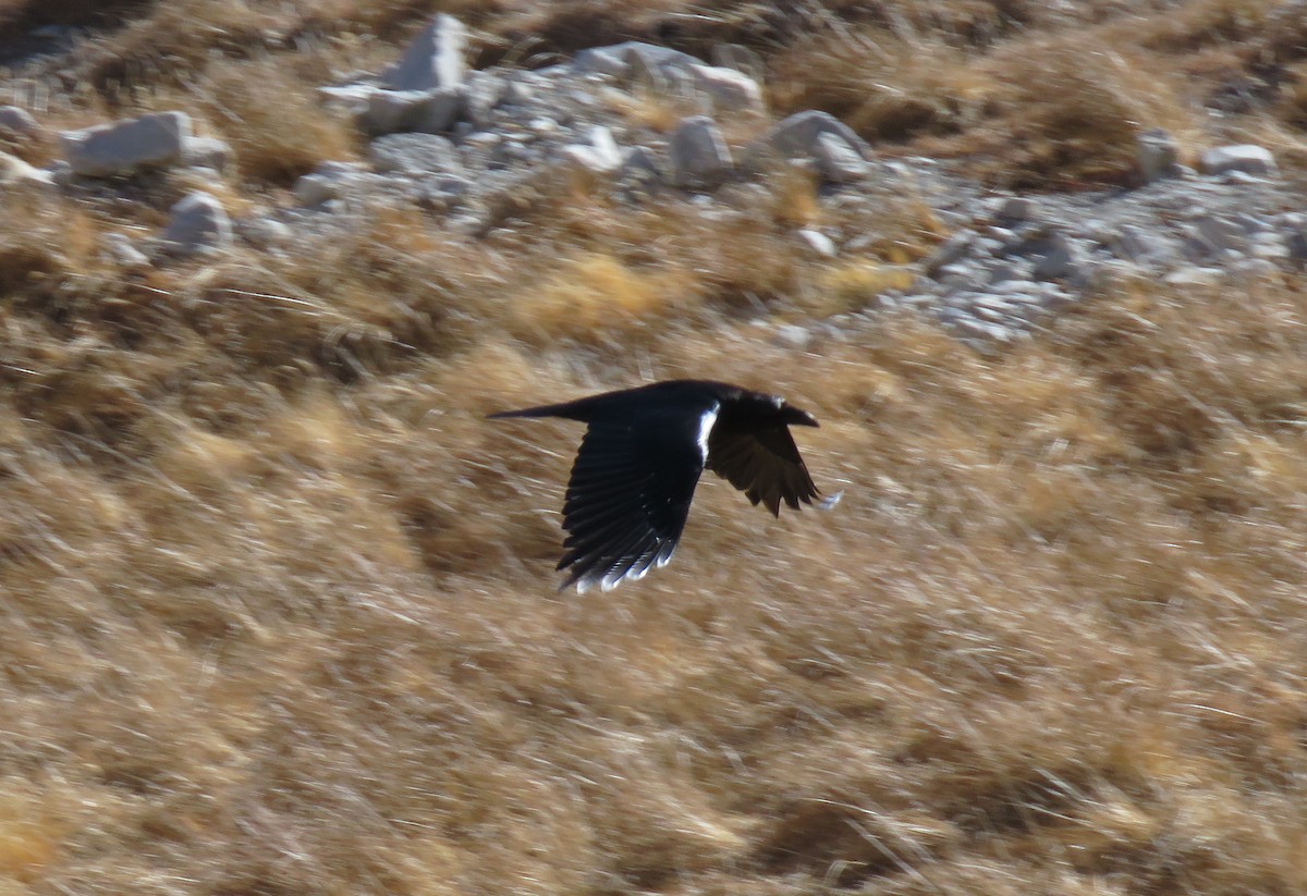 Large-billed Crow - Mitra Daneshvar